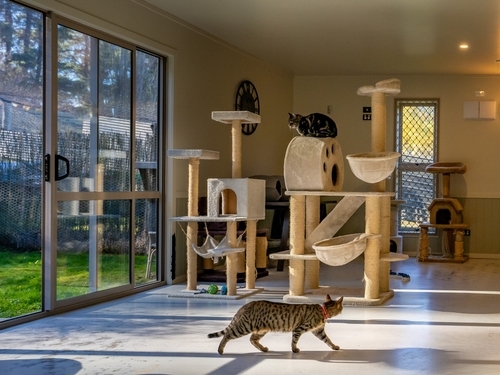 cattery
